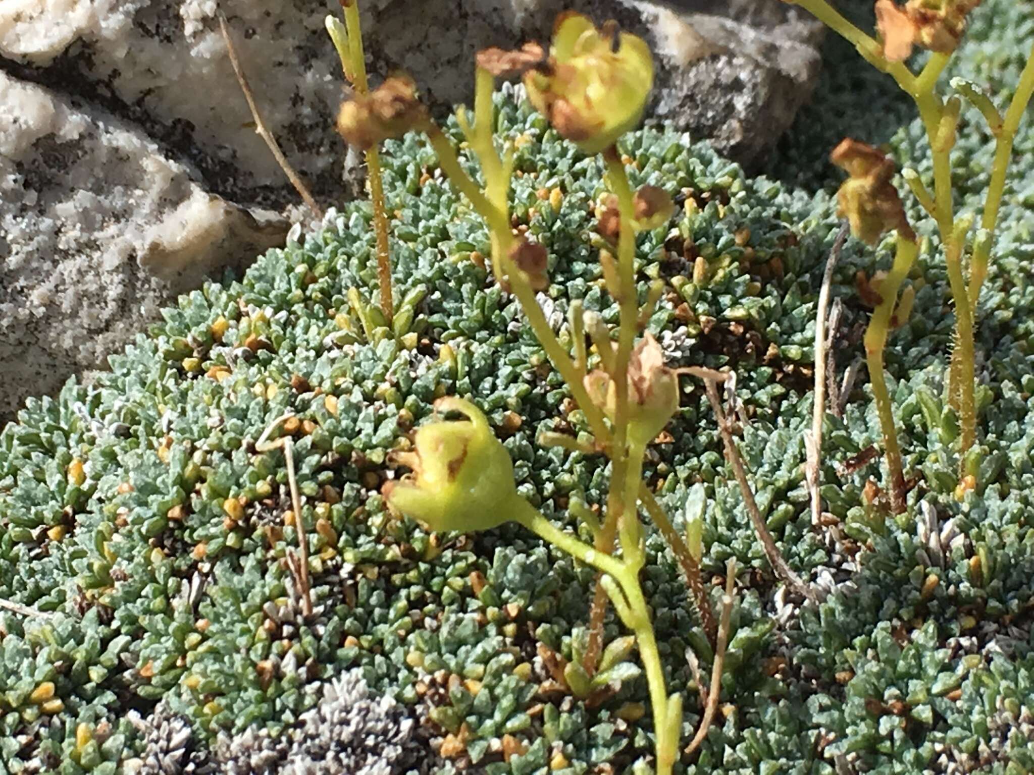 Sivun Saxifraga squarrosa Sieber kuva