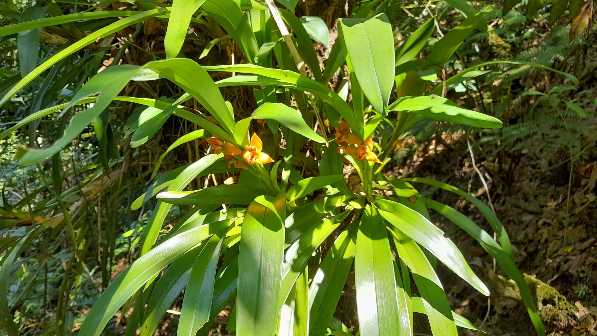Image of Maxillaria elatior (Rchb. fil.) Rchb. fil.