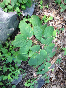 Image of wild sarsaparilla