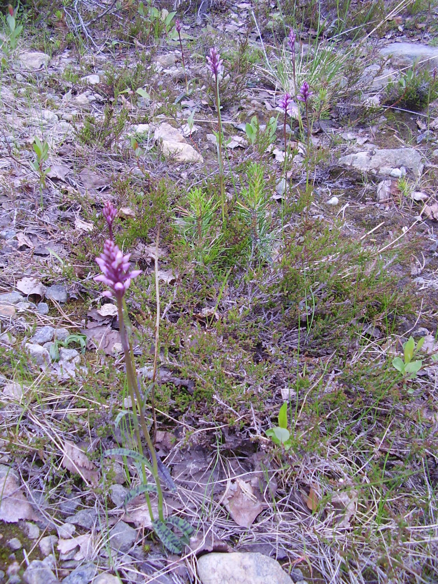 Image of Dactylorhiza maculata subsp. maculata