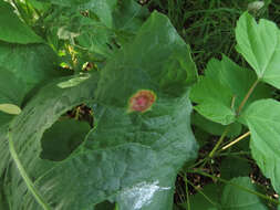 Image of Puccinia phragmitis (Schumach.) Tul. 1854