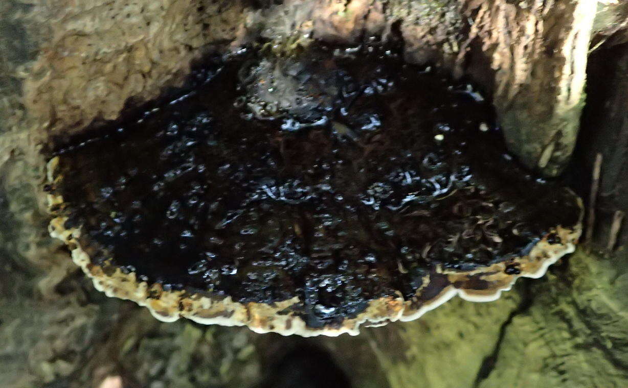 Image de Trametes cingulata Berk. 1854