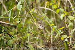 Image of Sooretama Slaty Antshrike