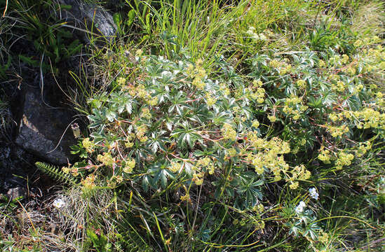 Image of Alchemilla sericea Willd.