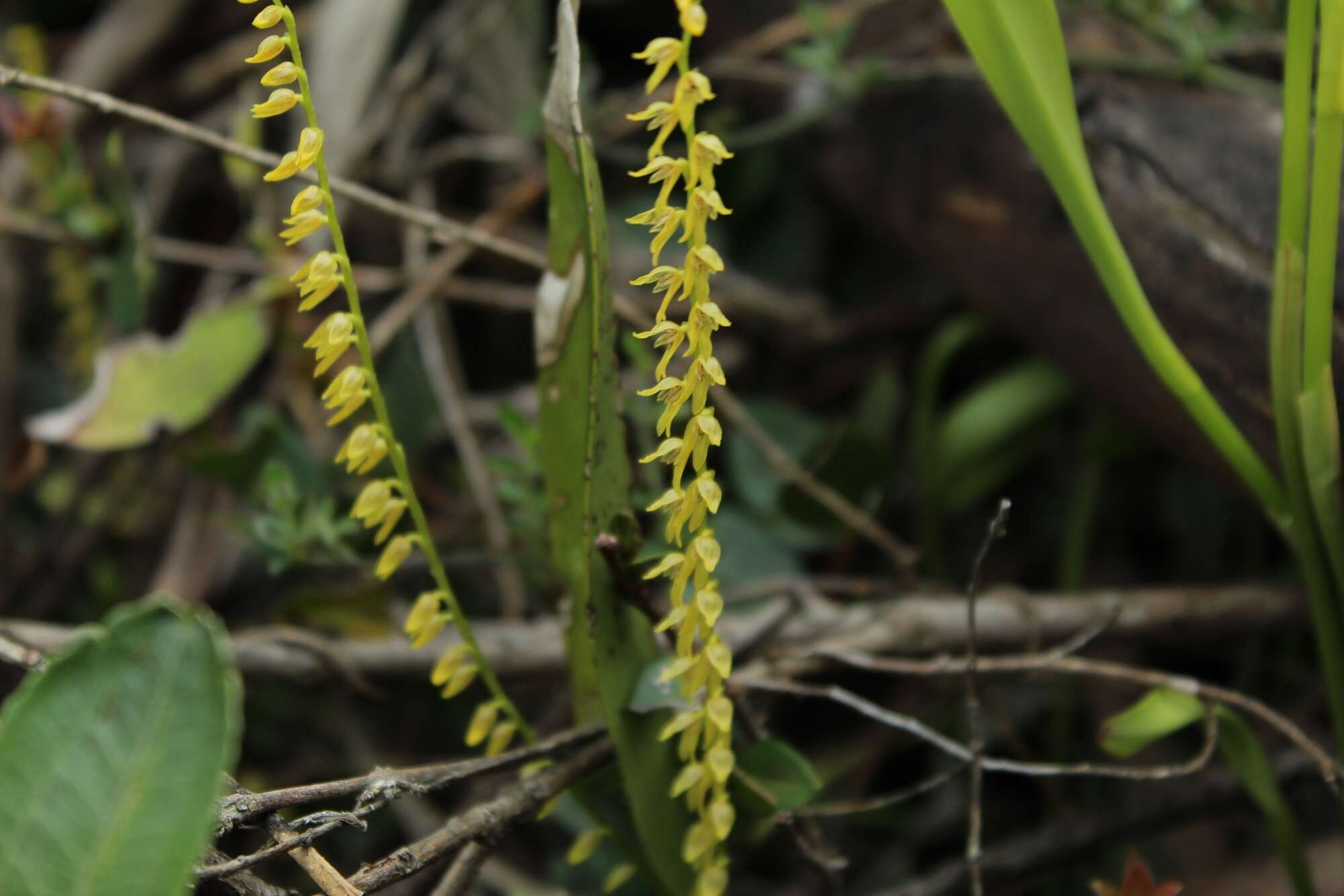 Imagem de Stelis galeata (Lindl.) Pridgeon & M. W. Chase