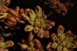 Image of Aeonium sedifolium (Webb ex Bolle) J. Pitard & L. Proust