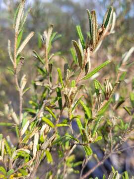 Image of Phebalium glandulosum Hook.