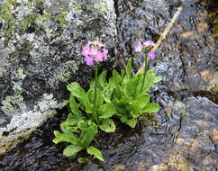 Слика од Primula auriculata Lam.