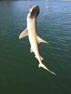 Image of Bonnethead Shark