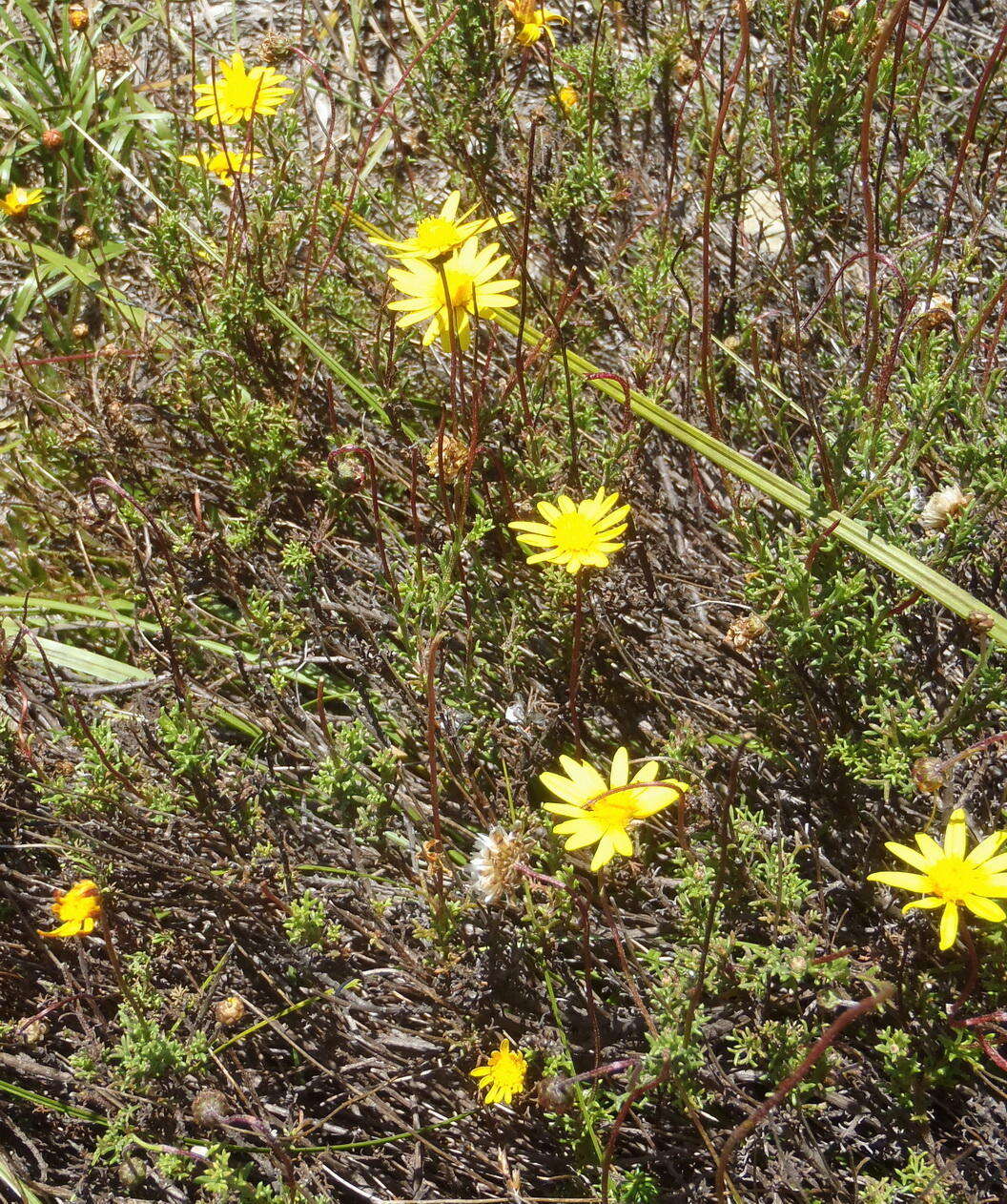 Image of Ursinia trifida (Thunb.) N. E. Br.