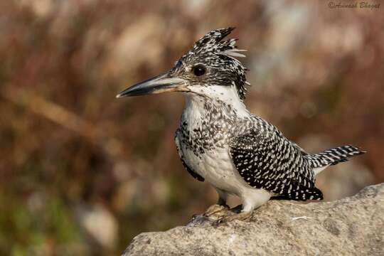 Image of Crested Kingfisher