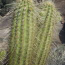 Image de Echinocereus ledingii Peebles