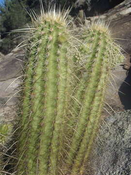 Image de Echinocereus ledingii Peebles