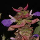 Image of Salvia mexiae Epling