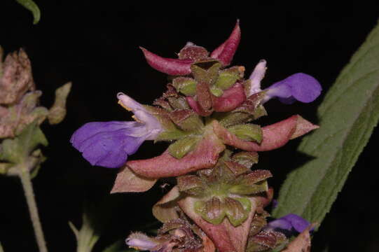 Image of Salvia mexiae Epling