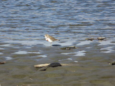 Charadrius bicinctus bicinctus Jardine & Selby 1827 resmi