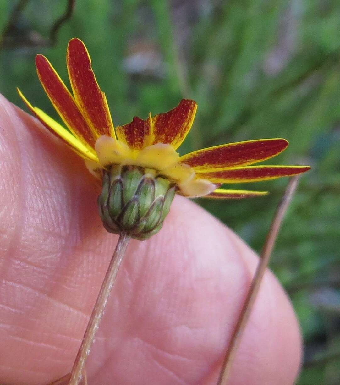 Image of Ursinia dentata (L.) Poir.
