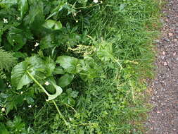 Image of Rumex arifolius All.