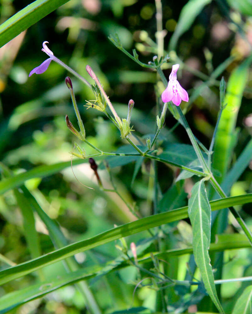 Rhinacanthus gracilis Klotzsch resmi