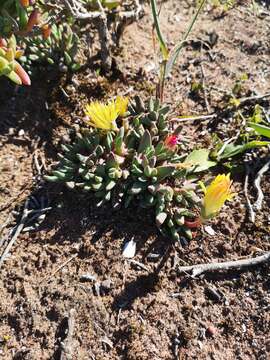 Image of Cheiridopsis rostrata (L.) N. E. Br.