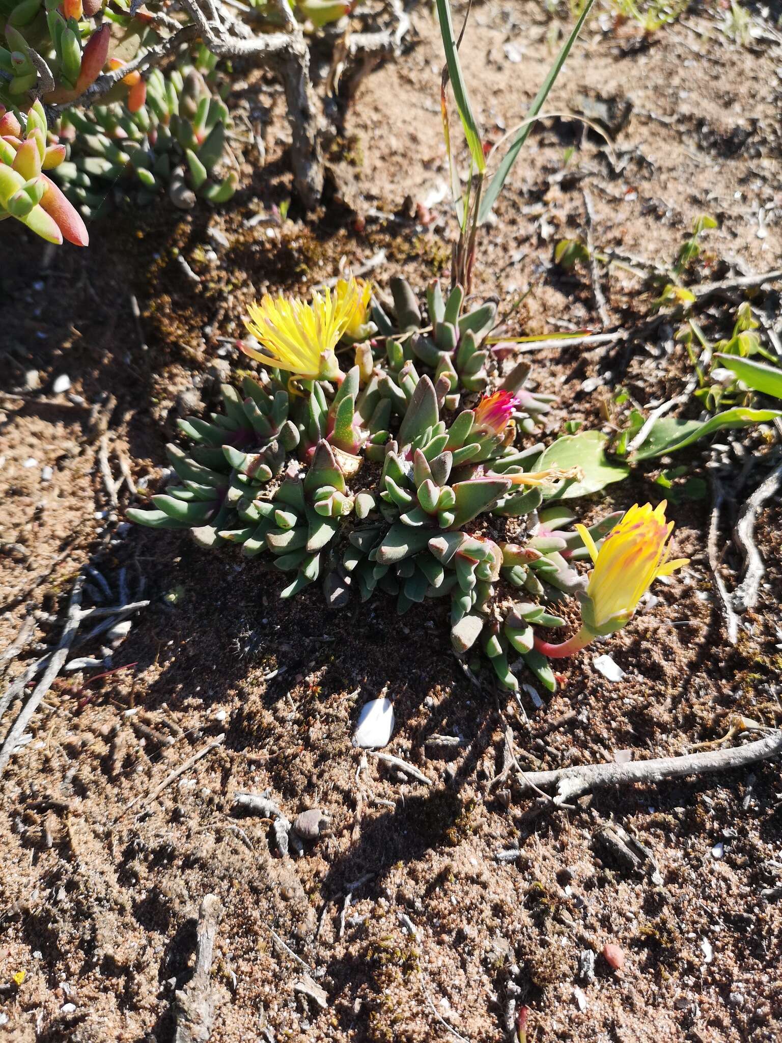 Image of Cheiridopsis rostrata (L.) N. E. Br.