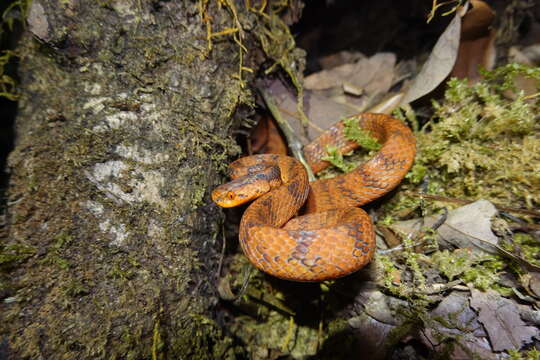 Image of Formosa Slug Snake