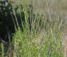 Sivun Oenothera simulans (Small) W. L. Wagner & Hoch kuva