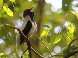 Image of Bearded Bellbird