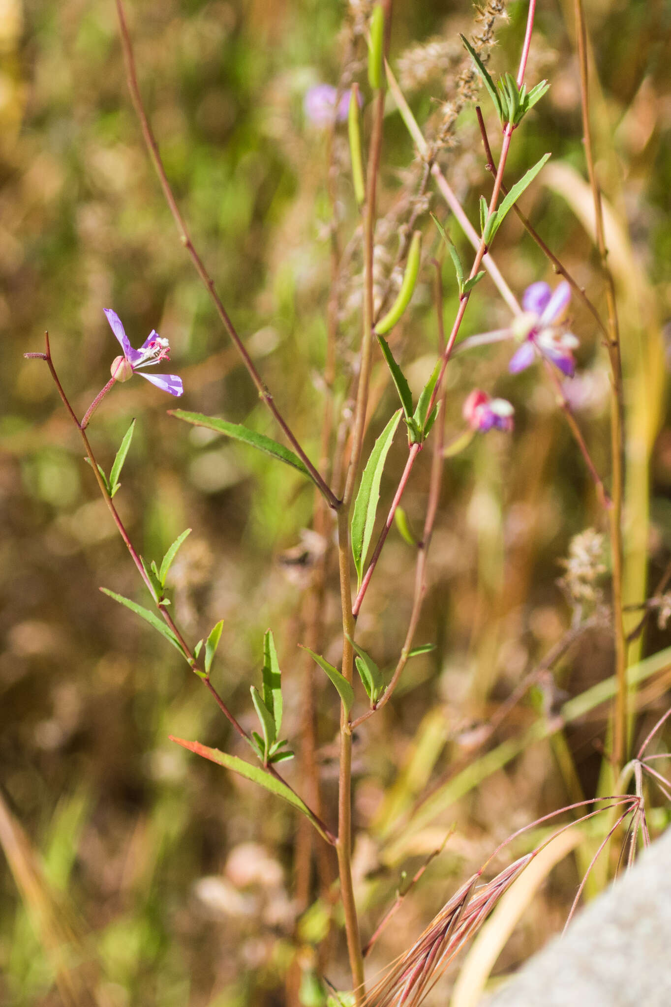 Image of Campo clarkia