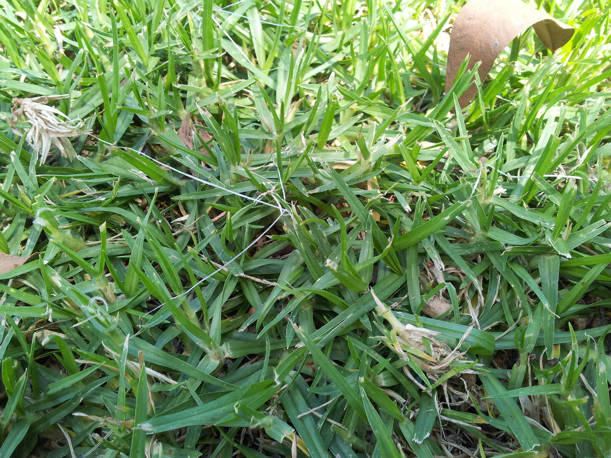 Image of Kikuyu Grass