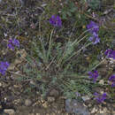 Image of Oxytropis czekanowskii Jurtzev