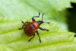 Image of Oak Leaf-roller