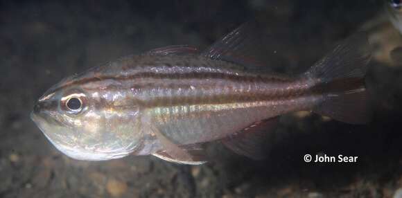 Image of Barred striped cardinalfish