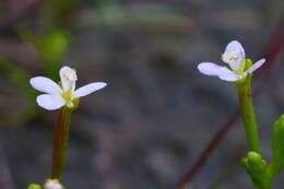 Image de Stylidium despectum R. Br.