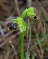 Image of Ophrys fusca subsp. cinereophila (Paulus & Gack) Faurh.