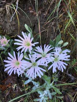 Image de Silene hookeri subsp. bolanderi (A. Gray) Abrams