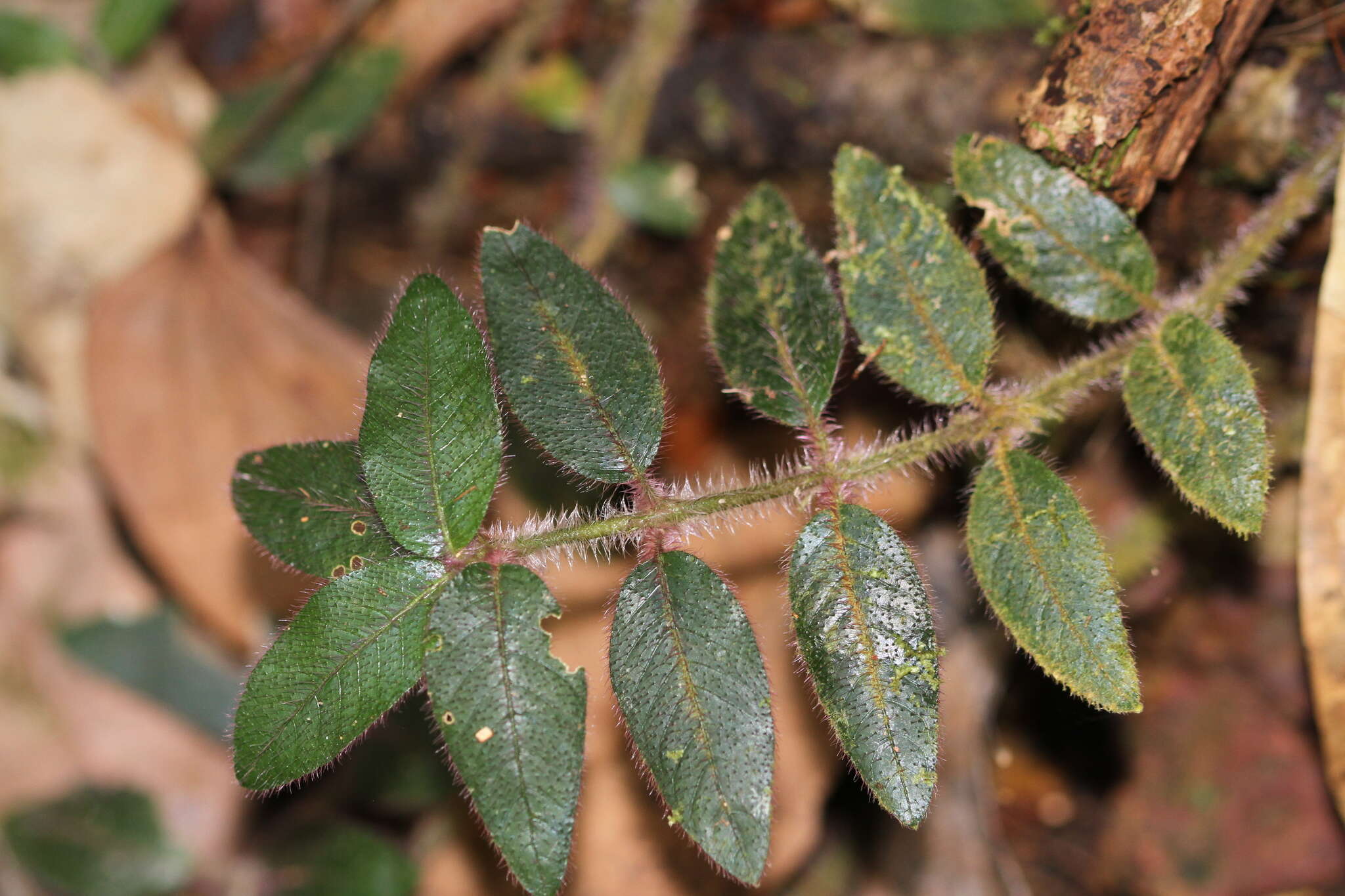 Image of Palicourea debilis