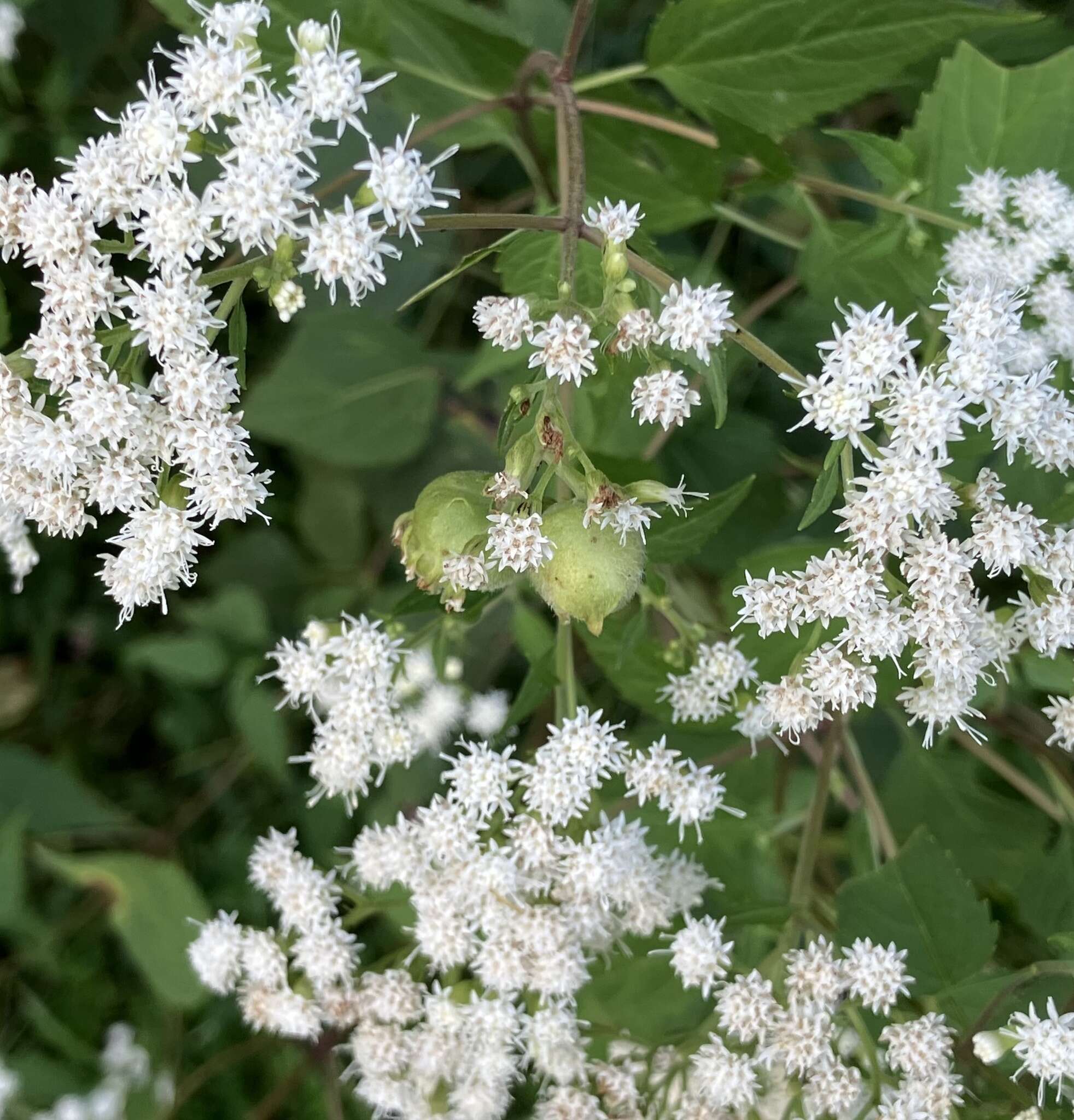 Plancia ëd Schizomyia eupatoriflorae (Beutenmuller 1907)