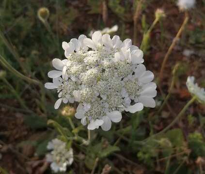 Image of Tordylium officinale L.