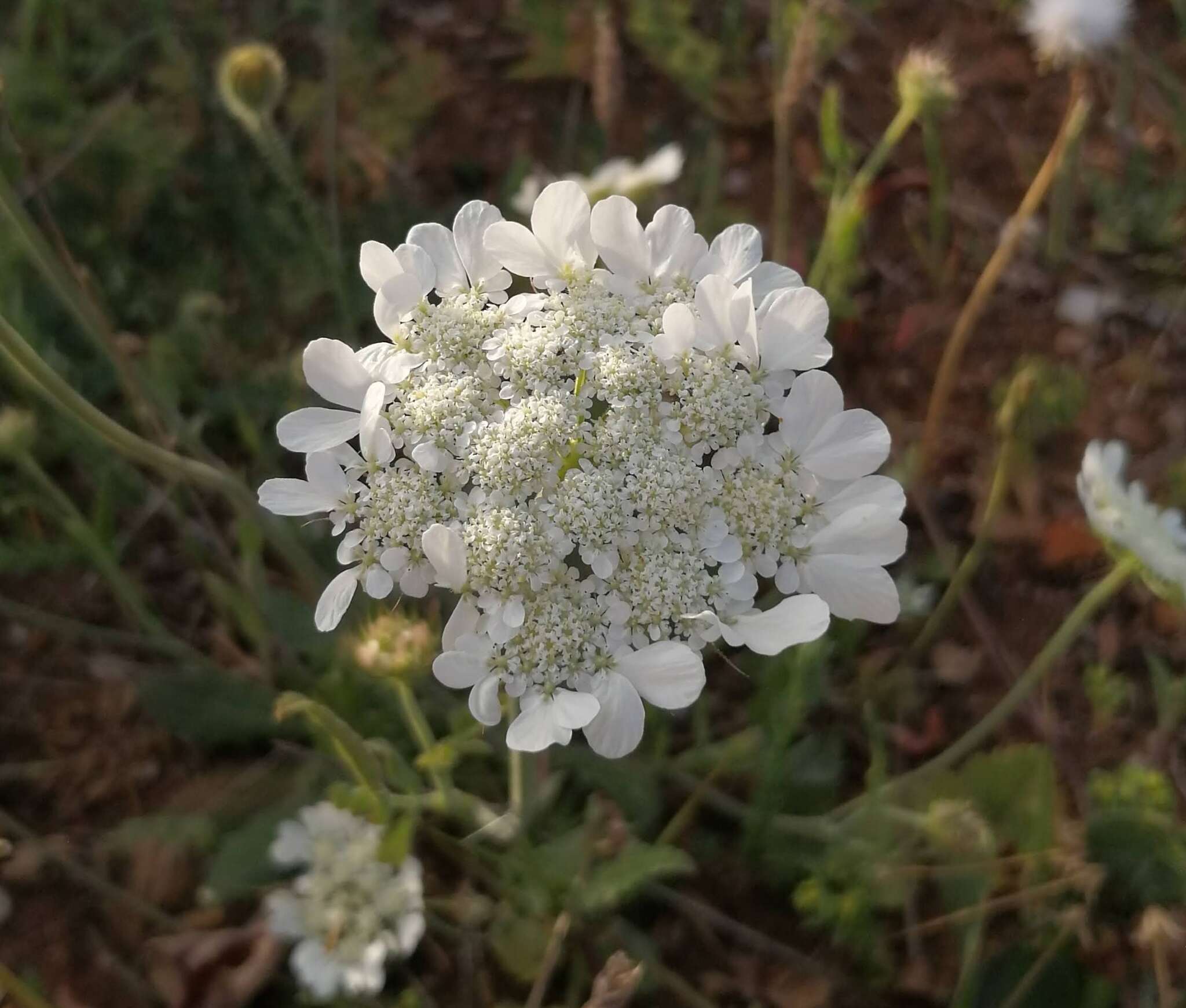 Слика од Tordylium officinale L.