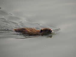 Image of Myocastor coypus coypus (Molina 1782)