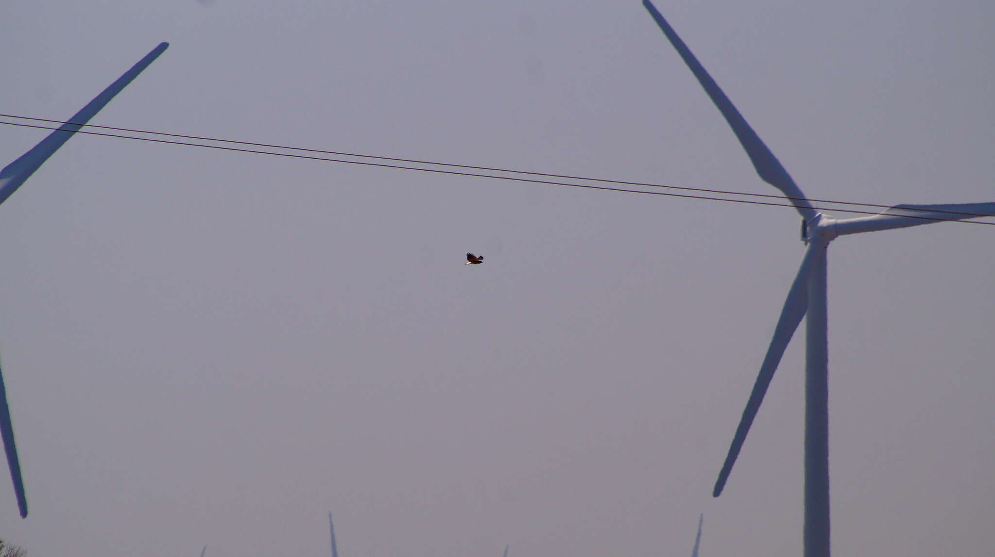 Image of White-tailed Hawk