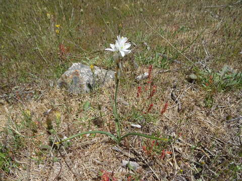 صورة Ornithogalum concinnum Salisb.