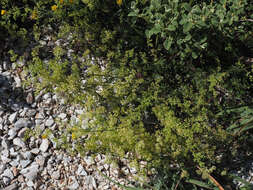 Image of Galium heldreichii Halácsy