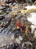 Image of Drosera arcturi Hook.