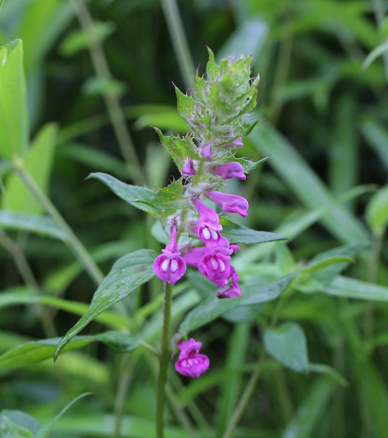 Image of Melampyrum roseum var. japonicum Franch. & Sav.