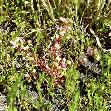 Image of narrowleaf minerslettuce