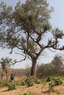 Image of African mesquite