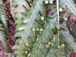 Image of Woodwardia orientalis Sw.