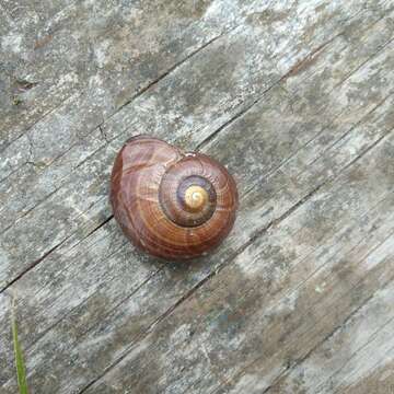 Image of Powelliphanta marchanti (Powell 1932)